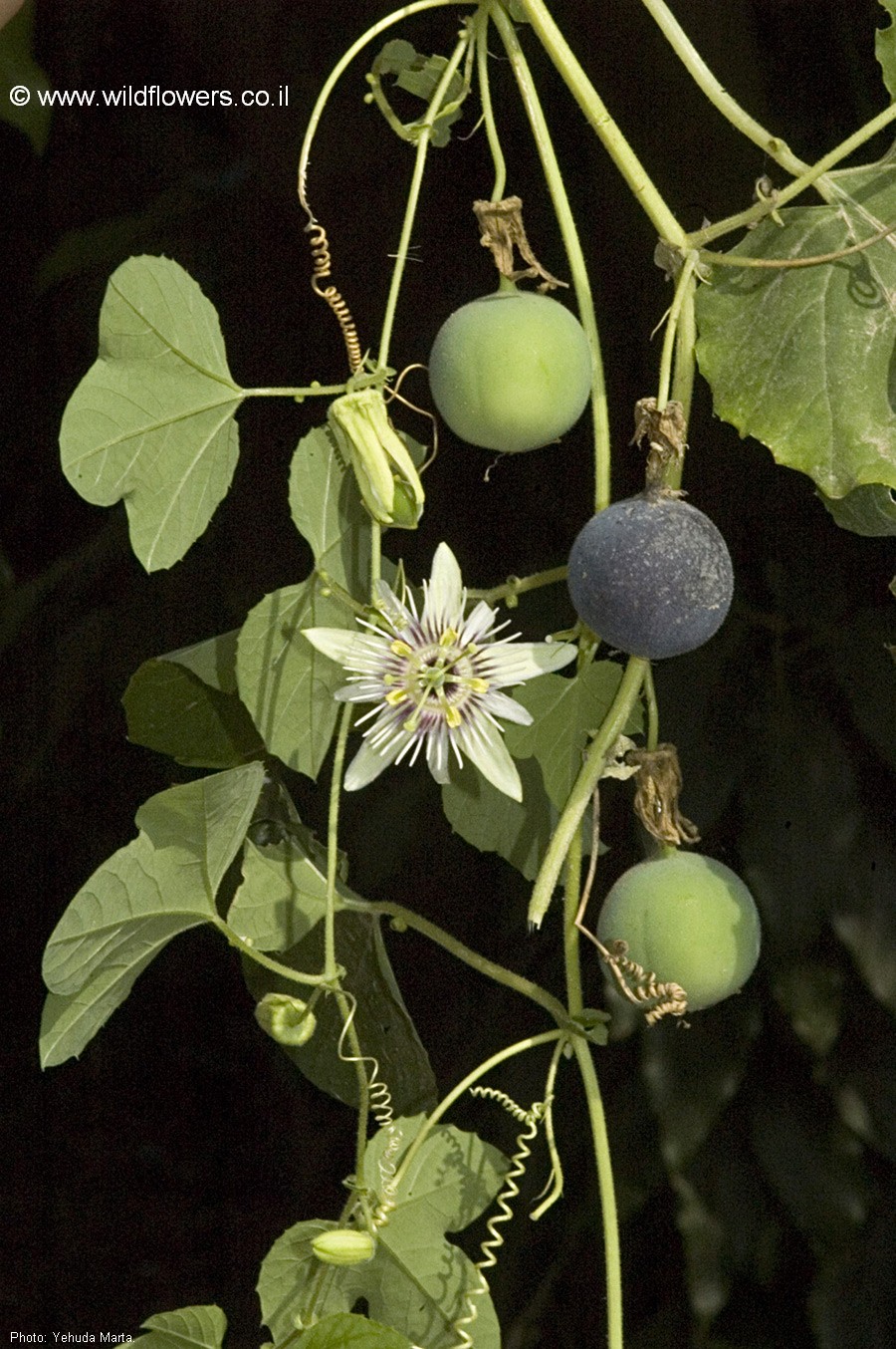 Passiflora morifolia